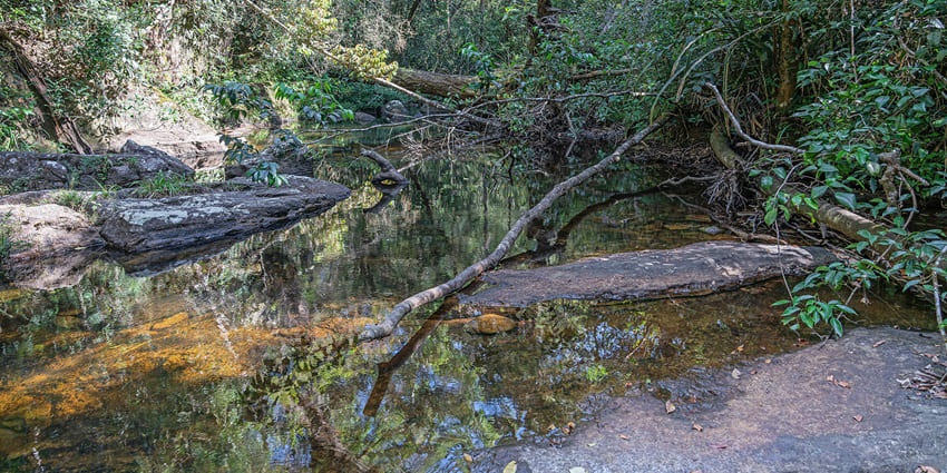 A view of a stream at the Sinharaja Forest Reserve.