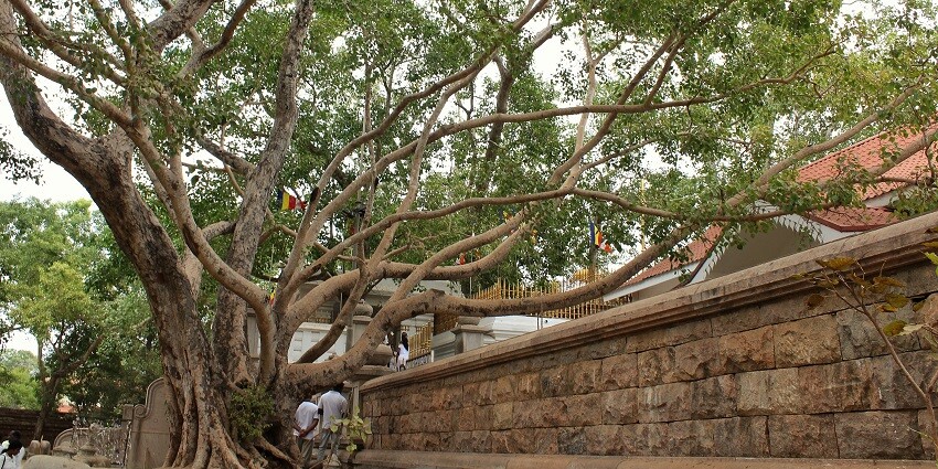 Sri Maha Bodhi is a scared tree of Buddhists. This is considered as the oldest planted tree by men