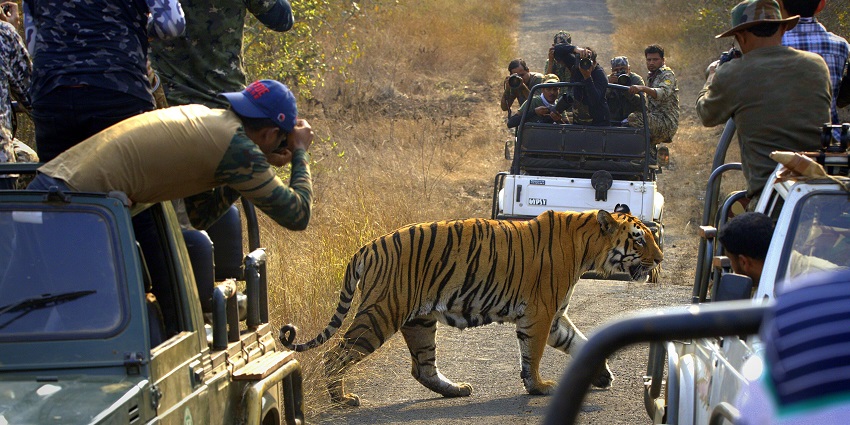 Umred Karhandla Wildlife Sanctuary is in Maharashtra, about 58 kilometres from Nagpur.