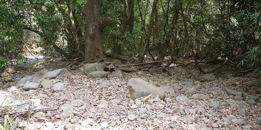 Discover the wild side with jeep safaris, trekking, and birdwatching at Goa National Park.