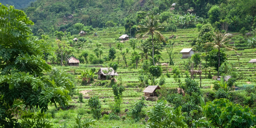 Explore the Monkey Forest Ubud, a lush sanctuary with playful monkeys and ancient temples in Bali.