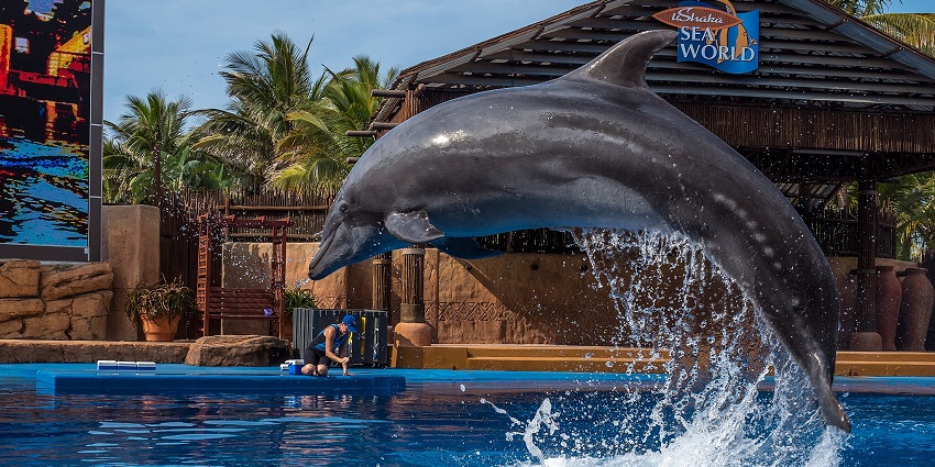 An image of a dolphin show at uShaka Marine World in Durban, a well-known marine park
