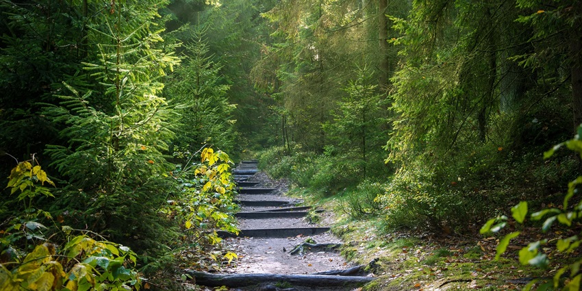 Forest trails of Aye Aye Island, a popular tourist destination to visit in Madagascar.