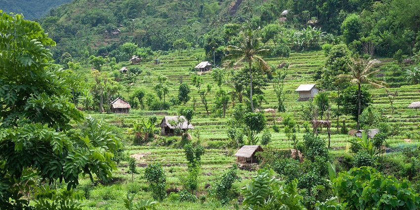 A green hillside with terraced rice fields and small traditional huts scattered throughout