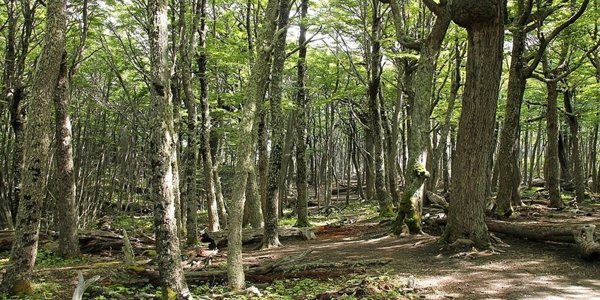 A forest view of the entire Torres del Paine National Park.