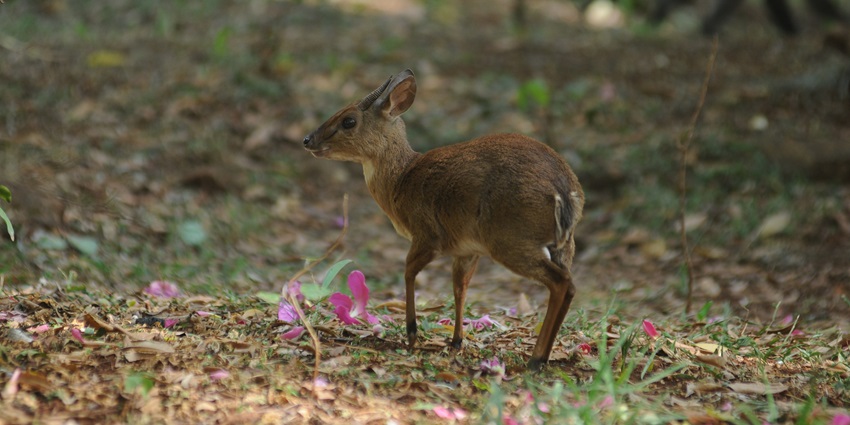 A Suni antelope grazing peacefully in the tranquil Karura Forest, Nairobi, Kenya