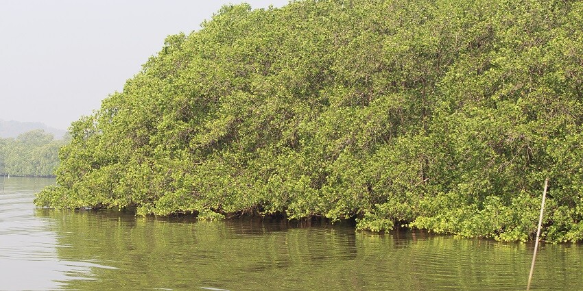 An image showing an early morning panoramic view of Salim Ali Bird Sanctuary in Goa