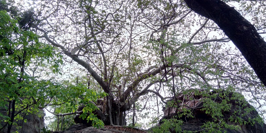 A large, weathered tree stands tall with its gnarled branches reaching upward at Ratapani Wildlife Sanctuary