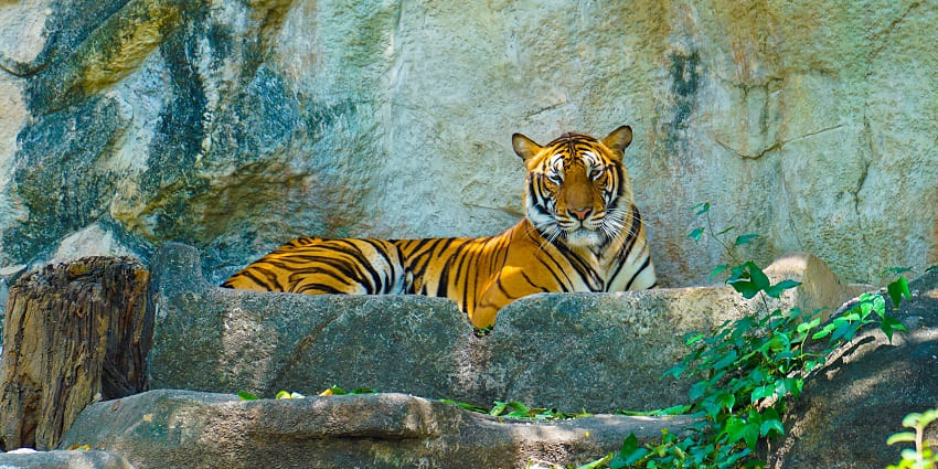 A tiger resting on rocks at Tiger Park Phuket, showcasing its calm and majestic nature.