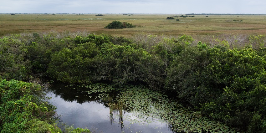 An Image of a tower pond in Shark Valley in Everglades National Park showing peaceful atmosphere