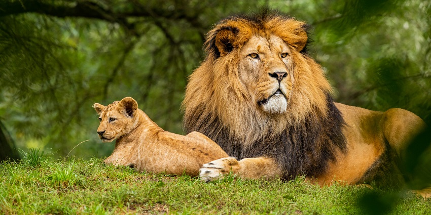 Image of lions sitting on the verdant landscapes of Rajaji National Park