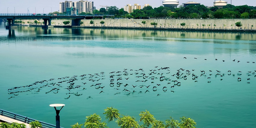 An image a flock of birds flying over a river next to a Riverfront Walkway, Sabarmati