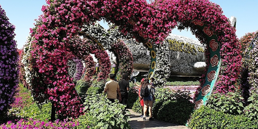 Dubai Miracle Garden is a vibrant floral paradise with stunning flower sculptures