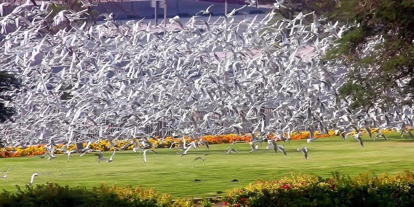 Creek Park Bird Show in Dubai offers scenic views, vibrant wildlife, and an engaging family experience.