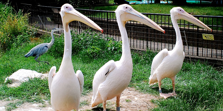 One of the few world’s oldest scientific zoos to have the Great white pelicans.