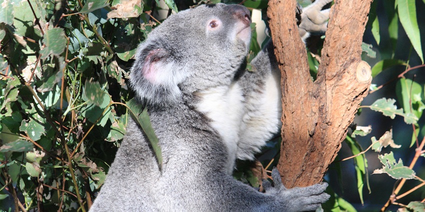 A koala at Lone Pine Koala Sanctuary, one of the best places to visit in Brisbane.