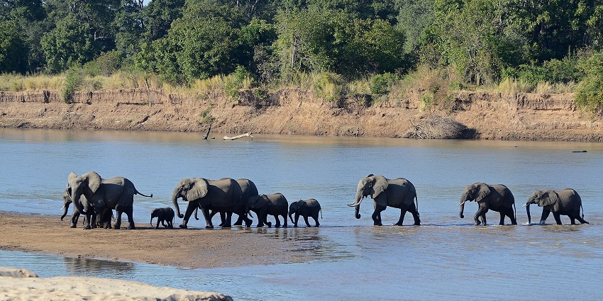Enjoy incredible game drives, canoe safaris, and up-close wildlife experiences in Zambia.