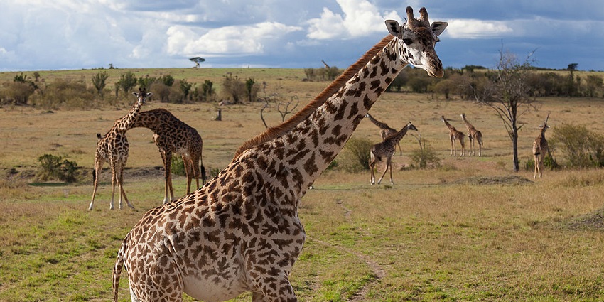 Maasai Mara National Reserve in Kenya, featuring Girafee and a sunset in the background