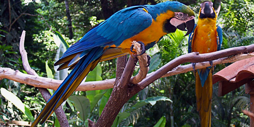 A lush sanctuary in Honduras where visitors can admire vibrant macaws, toucans, and birds.