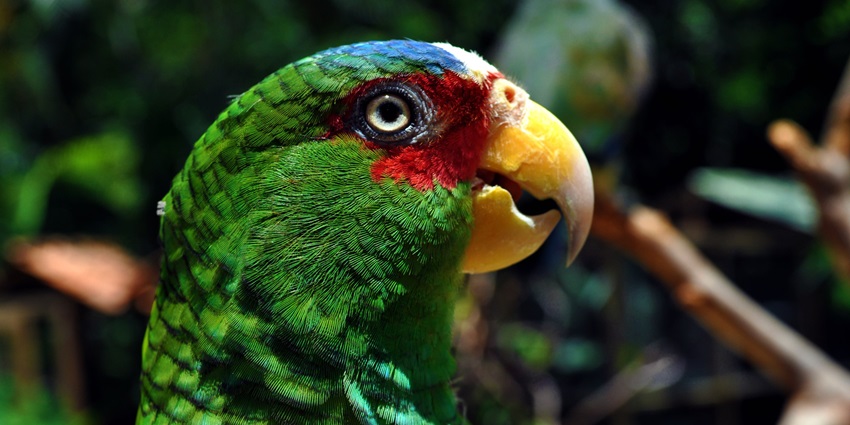 A scarlet macaw perched on a branch at Macaw Mountain Bird Park.