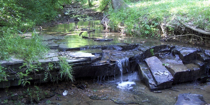 An image of a forest with water flowing over a surface similar to Madai Wildlife Sanctuary