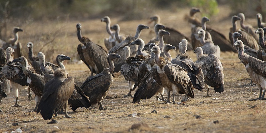 An image of a large group of vultures standing on dry ground in Madhav National Park, one of the best Jabalpur National Parks