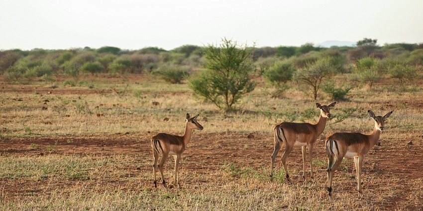 Three antelopes standing in a dry grassy landscape of the Madikwe Game Reserve Safari.