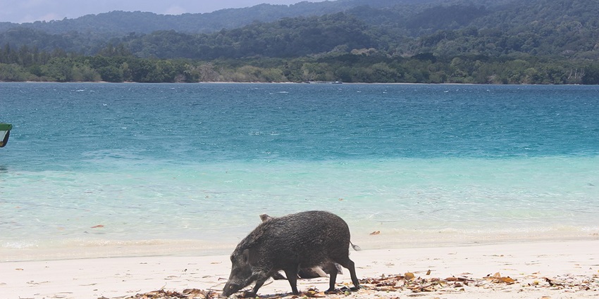 A picturesque island near Koh Samui, famous for crystal-clear waters and adorable beach pigs.