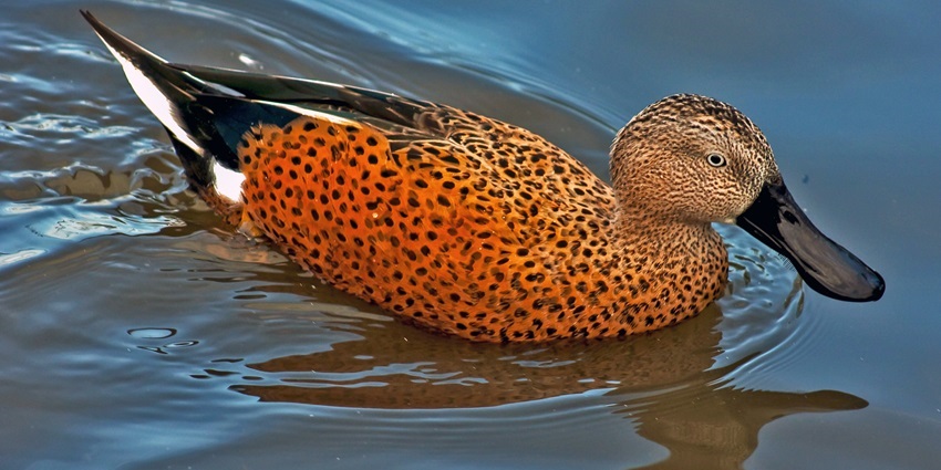 One of the vibrant wetland Bird Wildlife Sanctuaries, Mai Po Nature Reserve in Hong Kong is home to over 400 bird species.