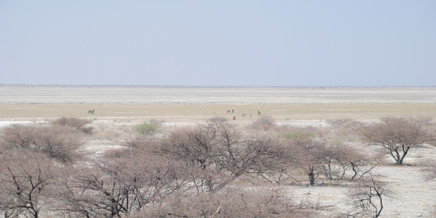 Makgadikgadi pans in Botswana with a large salt pan, distant animals and dried-out trees