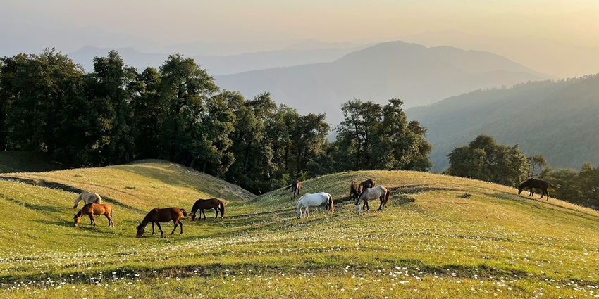 An idyllic view of lush green rolling hills and majestic peaks in Maldevta, Uttarakhand.