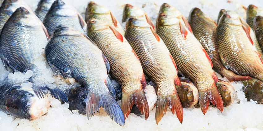 A view of a variety of fish being sold at the fish market in the coastal area of Maldives.