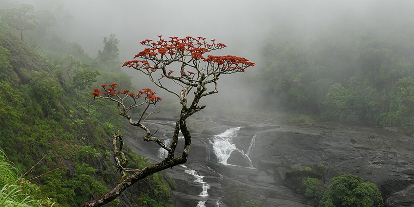 A mesmerising view of a misty Mallalli Falls during monsoon season in Coorg, Karnataka