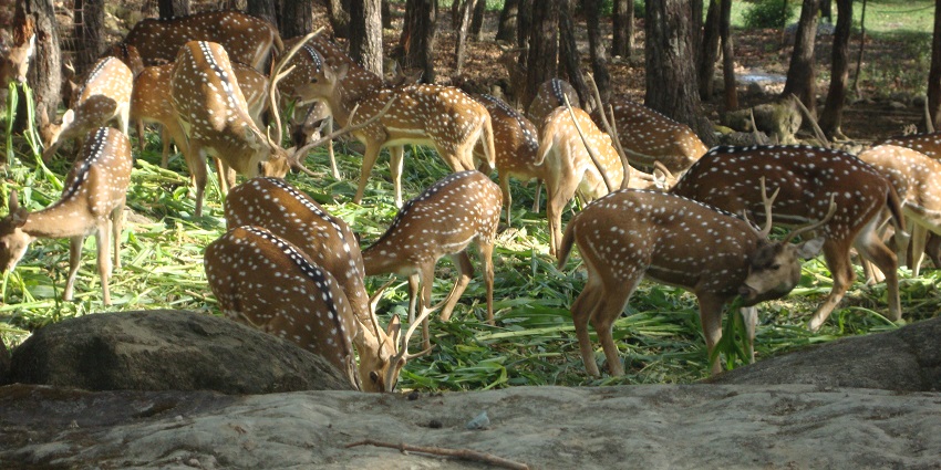 Spotted deers grazing inside the Malsi Deer Park near Tapkeshwar Temple.