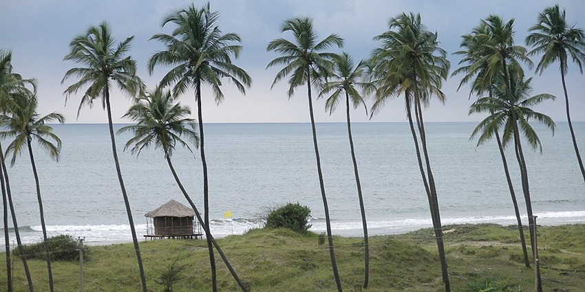 Palm trees in Mandrem Beach, one of the places for water sports around Arambol Beach.