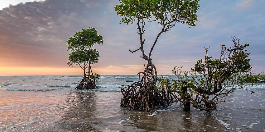 A serene view of Mangrove Marine National Park, showcasing lush green mangroves.
