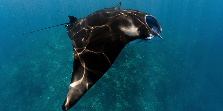 An image of a breathtaking scenery of Manta Ray Bay, a famous diving site in Yap.