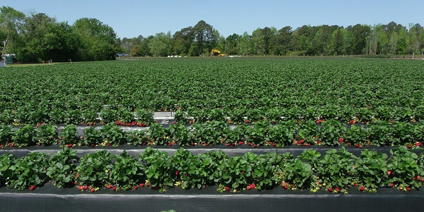 An image of the Mapro Strawberry Festival, one of the festivals in spring season in India.