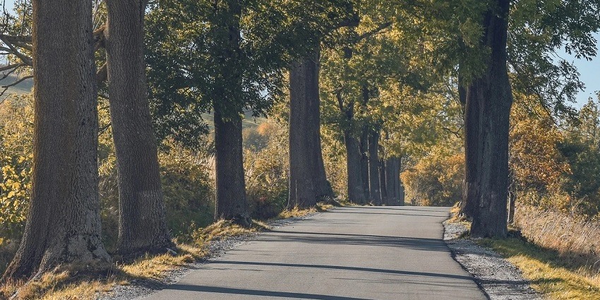 A peaceful walking path surrounded by lush green trees during the evening