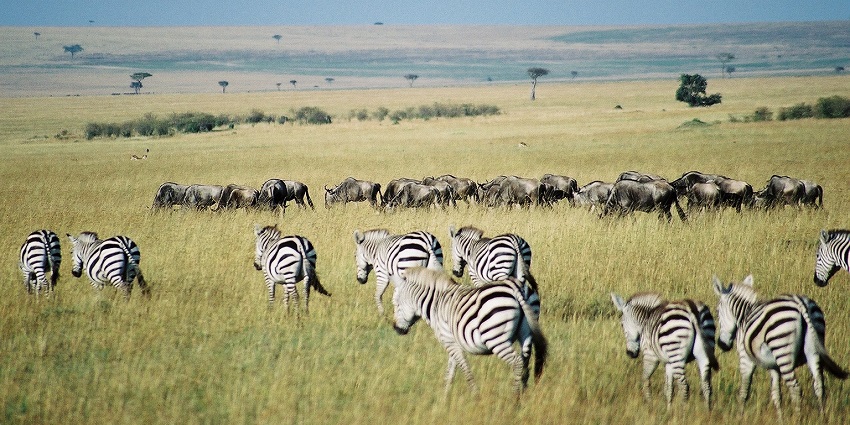 Gnus and zebras migrating across the Maasai Mara Reserve in Kenya during the Great Wildebeest Migration