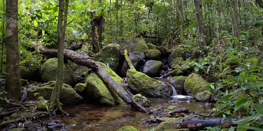 Picturesque view of the Masoala National Park, an ideal spot for wildlife enthusiasts