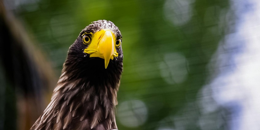 See Andre, a majestic Steller’s sea-eagle up close.