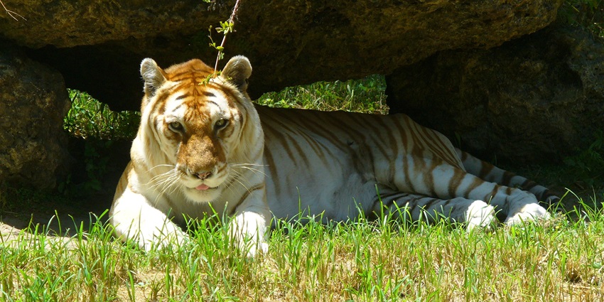 Witness the rare beauty of the majestic golden tabby tiger in person