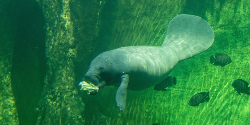 Close-up view of Pig the Dugong, one of the aquarium’s most beloved marine animals.