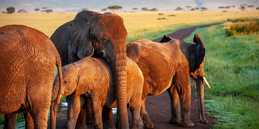 Herd of elephants - explore Mhadei Wildlife Sanctuary highlights the region's wildlife