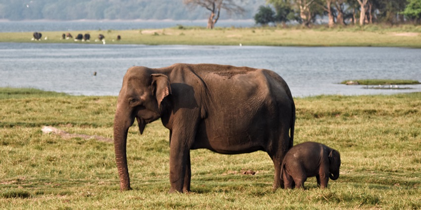 A glimpse of adorable elephants spotted at the Minneriya National Park in Sri Lanka.