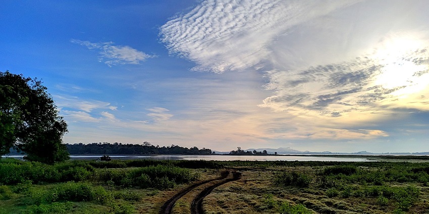: Explore the lush landscape of the Minneriya National Park in Sri Lanka.