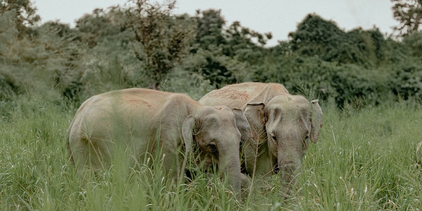 A herd of elephants in Minneriya National Park surrounded by lush green meadows.
