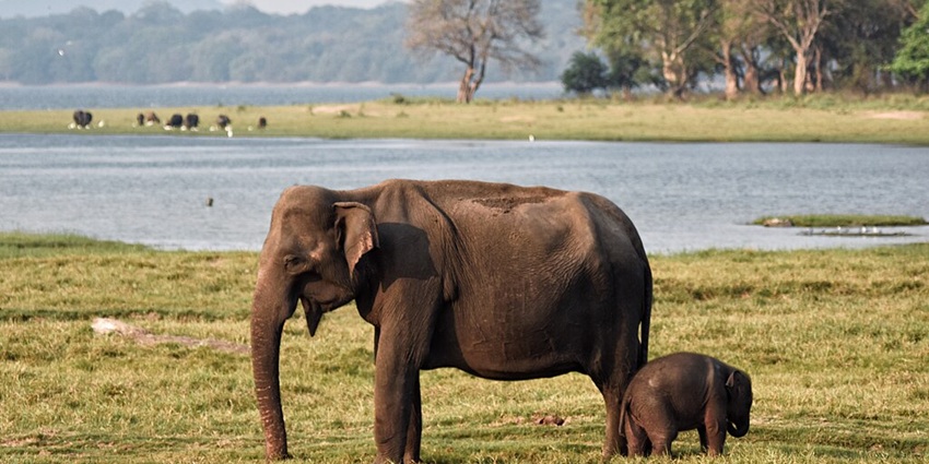 A view of elephants spotted in the park, a place to visit in Polonnaruwa
