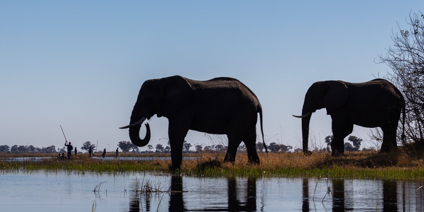 Two elephants standing near the moanachira lagoon, their reflection, and distant people